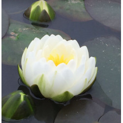 Lelija vandens (Nymphaea) 'Gonnere'
