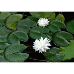 Lelija vandens (Nymphaea) 'Gonnere'