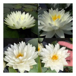 Lelija vandens (Nymphaea) 'Gonnere'
