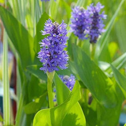 Skiaustmenė širdžialapė (Pontederia cordata) 'Blue'