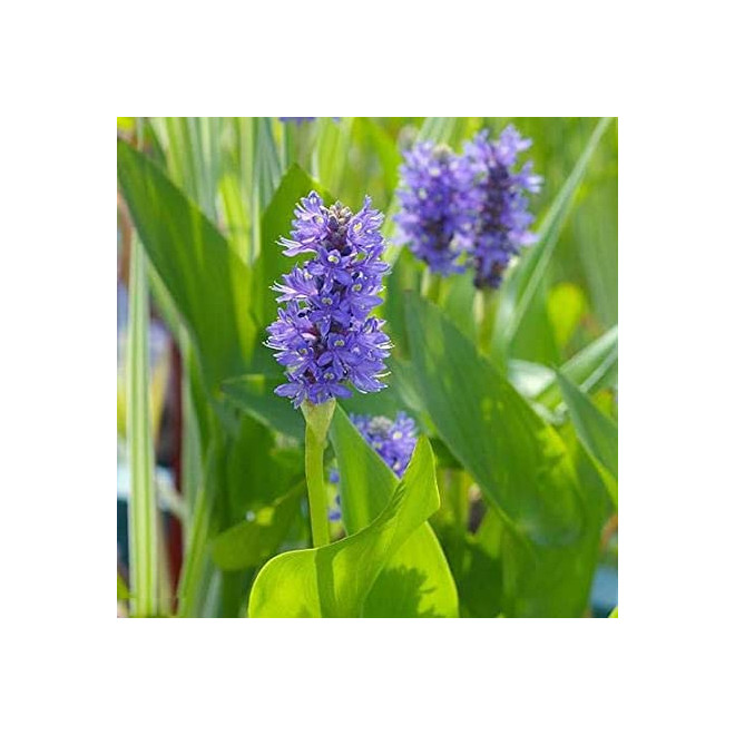 Skiaustmenė širdžialapė (Pontederia cordata) 'Blue'