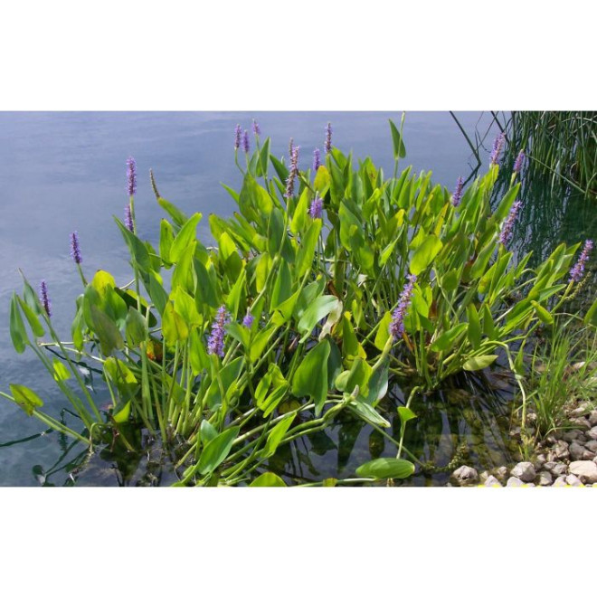 Skiaustmenė širdžialapė (Pontederia cordata) 'Blue'