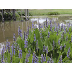 Skiaustmenė širdžialapė (Pontederia cordata) 'Blue'