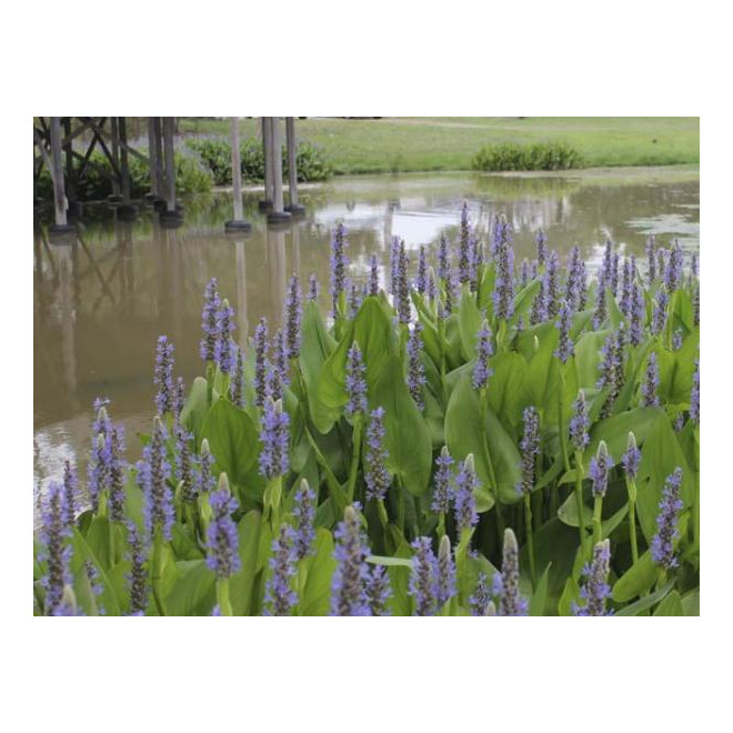 Skiaustmenė širdžialapė (Pontederia cordata) 'Blue'