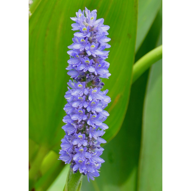 Skiaustmenė širdžialapė (Pontederia cordata) 'Blue'