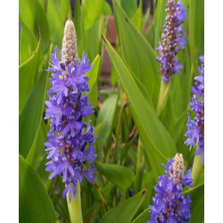 Skiaustmenė širdžialapė (Pontederia cordata) 'Blue'