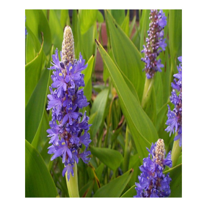 Skiaustmenė širdžialapė (Pontederia cordata) 'Blue'
