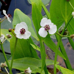 Papliauška strėlialapė (Sagittaria sagittifolia)