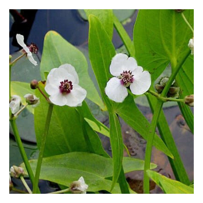 Papliauška strėlialapė (Sagittaria sagittifolia)