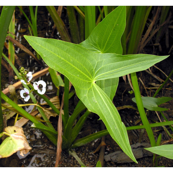 Papliauška strėlialapė (Sagittaria sagittifolia)