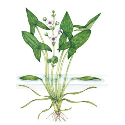 Papliauška strėlialapė (Sagittaria sagittifolia)