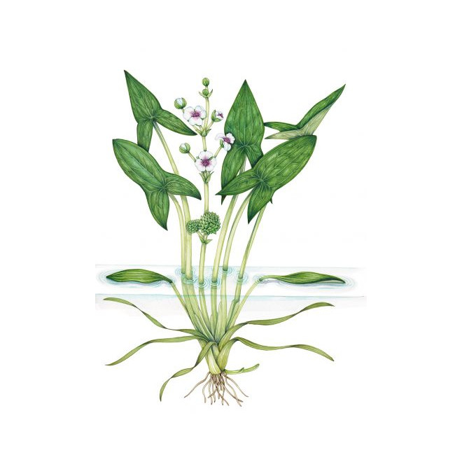 Papliauška strėlialapė (Sagittaria sagittifolia)