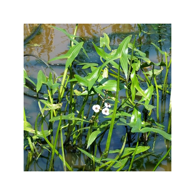 Papliauška strėlialapė (Sagittaria sagittifolia)