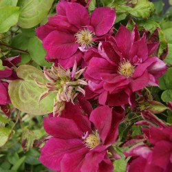 Raganė (Clematis) 'Red Star' vijoklis žydintis