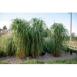 Miskantas kininis (Miscanthus sinensis) 'Meidl'