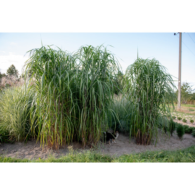 Miskantas kininis (Miscanthus sinensis) 'Meidl'