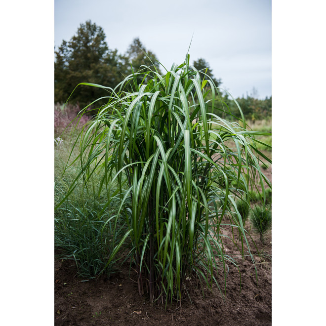 Miskantas kininis (Miscanthus sinensis) 'Meidl'