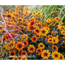 Saulakis šiurkštusis (Heliopsis helianthoides) ‘Fire Twister daugiametė gelė bordo lapai ilgai žydi.