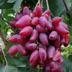 Vynmedis (Vitis) 'Dubovskij Rozovyj'