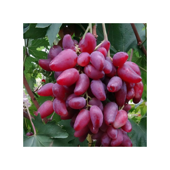 Vynmedis (Vitis) 'Dubovskij Rozovyj'