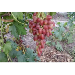 Vynmedis (Vitis) 'Dubovskij Rozovyj'