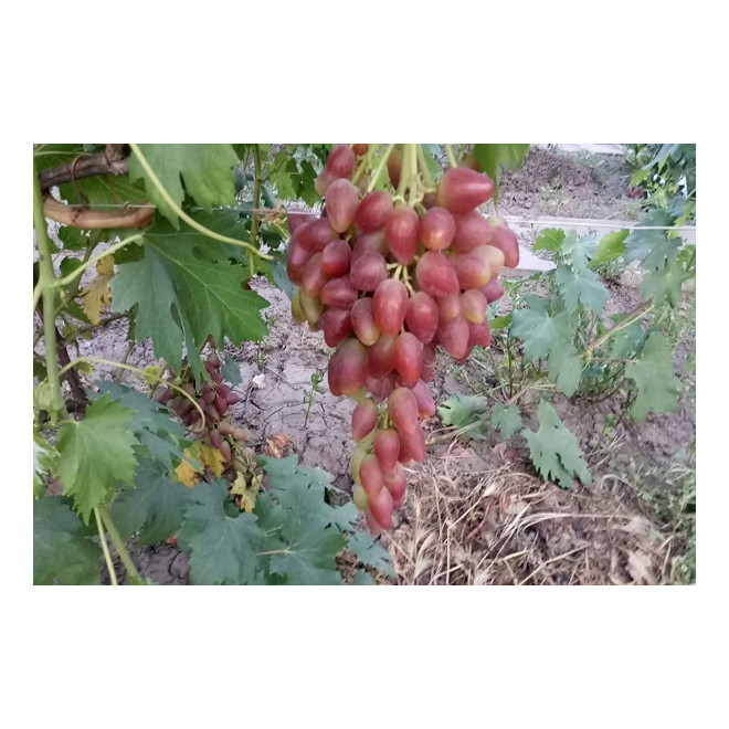 Vynmedis (Vitis) 'Dubovskij Rozovyj'