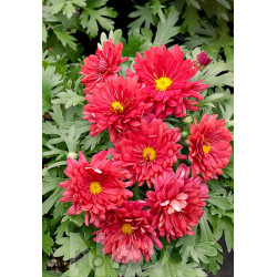 Chrizantema (Chrysanthemum) 'Duchess of Edinburgh' rudeninė