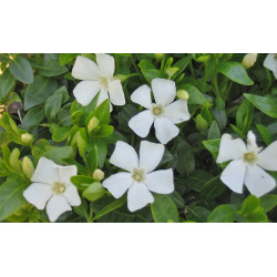 Žiemė mažoji (Vinca minor) 'Elisa' vižalis šliaužentis žiedai balti.