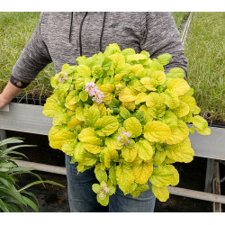 Vaisgina šliaužiančioji ( Ajuga repens) 'Gold Chang' daugiametis šliaužiantis geltoni lapai.