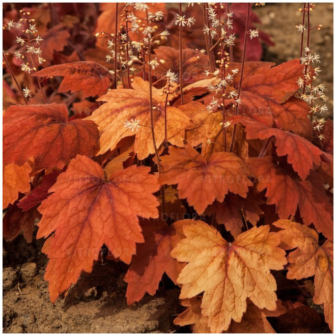 Heicherelė (Heucherella) 'Sweet Tea'
