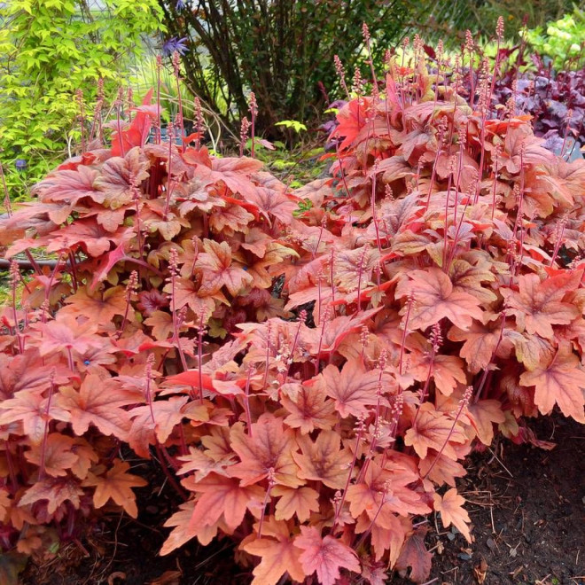 Heicherelė (Heucherella) 'Sweet Tea'