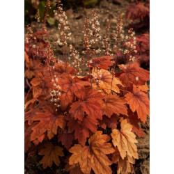 Heicherelė (Heucherella) 'Sweet Tea'