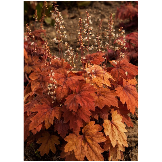 Heicherelė (Heucherella) 'Sweet Tea'