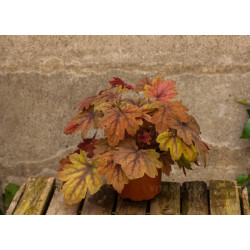 Heicherelė (Heucherella) 'Sweet Tea'