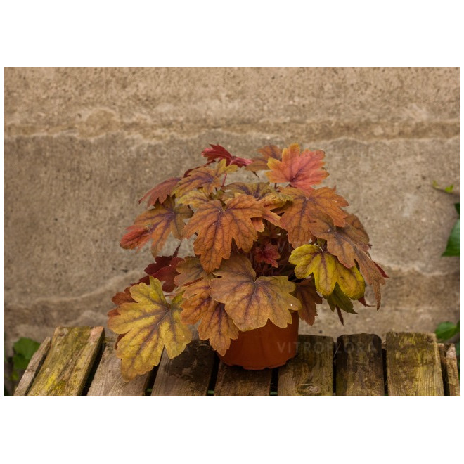 Heicherelė (Heucherella) 'Sweet Tea'