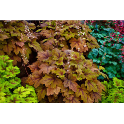 Heicherelė (Heucherella) 'Sweet Tea'