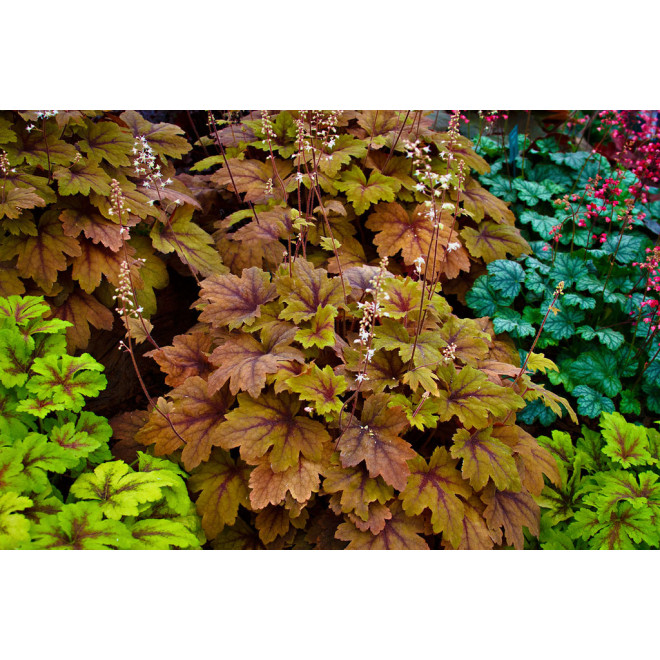 Heicherelė (Heucherella) 'Sweet Tea'