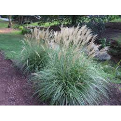 Miskantas kininis (Miscanthus sinensis) 'Adagio'