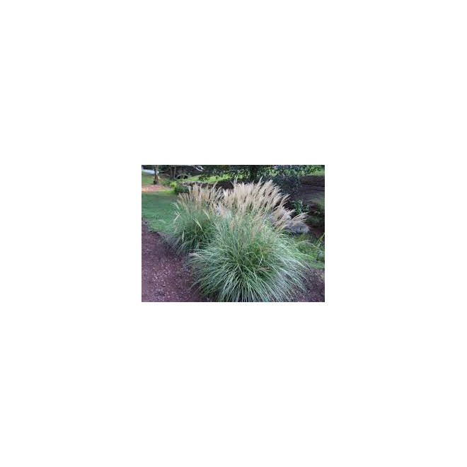 Miskantas kininis (Miscanthus sinensis) 'Adagio'