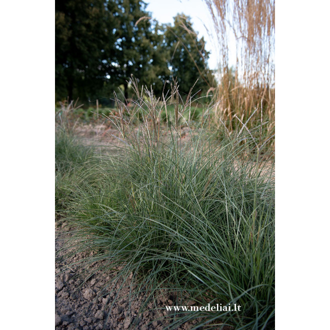 Miskantas kininis (Miscanthus sinensis) 'Adagio'
