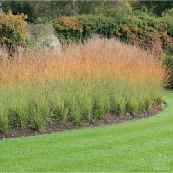 Melvenė (Molinia)  'Heidebraut'
