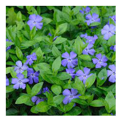 Žiemė mažoji (Vinca minor)