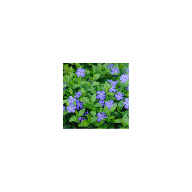 Žiemė mažoji (Vinca minor)
