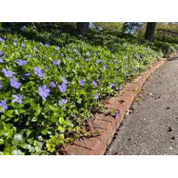 Žiemė mažoji (Vinca minor)