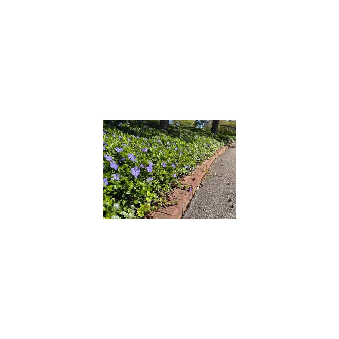 Žiemė mažoji (Vinca minor)