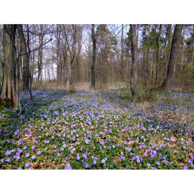 Žiemė mažoji (Vinca minor)