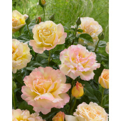 Rožė (Rosa) ' Peace'