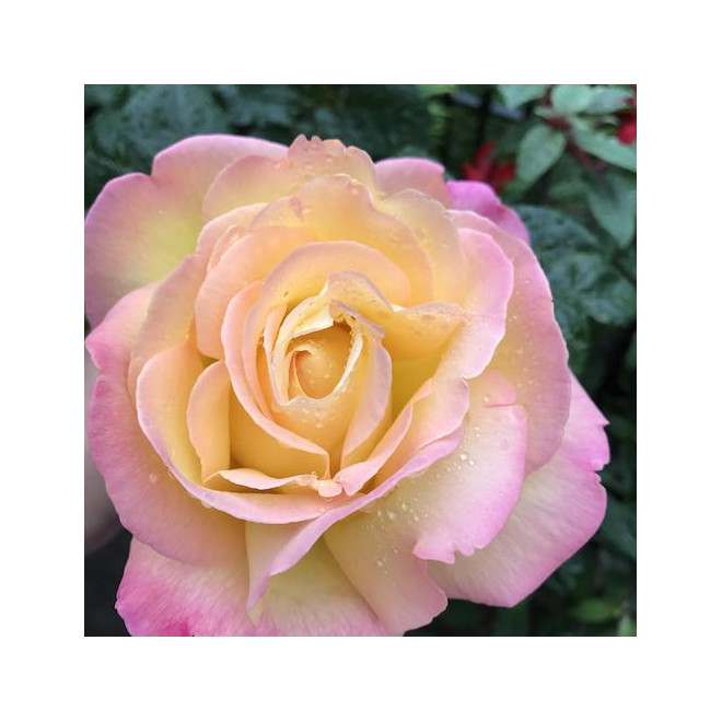 Rožė (Rosa) ' Peace'