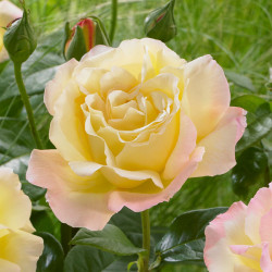 Rožė (Rosa) ' Peace'