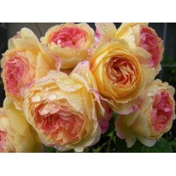Rožė (Rosa) 'Rosomane Janon'